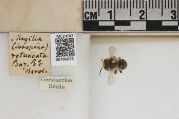 Media type: image;   Entomology 786023 Aspect: Labels
